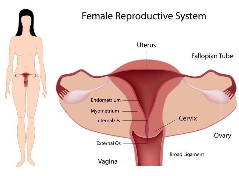 blocked-fallopian-tubes-treatment